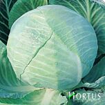 АМАГЕР ДАУЕР / AMAGER DAUER - насіння білоголової капусти, Hortus