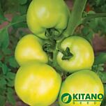 АСАНО (КС 38) F1 / ASANO (KS 38) F1 - насіння томата (помідора), Kitano Seeds