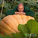 АТЛАНТИЧНИЙ ГІГАНТ / ATLANTICHESKII GIGANT - насіння гарбуза, Hortus