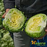 АВІРАМ / AVIRAM - насіння салату, Hazera