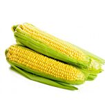 БАРОН F1 / BARON F1 - насіння цукрової кукурудзи, May Seeds