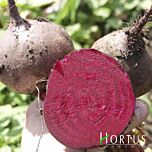 БИКОРЕС / BIKORES - семена столовой свеклы, Hortus