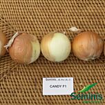 КЕНДІ F1 / KENDI F1 - насіння цибулі, Seminis