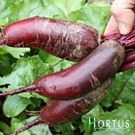 ЦИЛІНДРА / CILINDRA - насіння столового буряку, Hortus