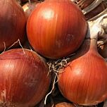 ЛАМИКА F1 / LAMYCA F1 - семена лука, Cora Seeds