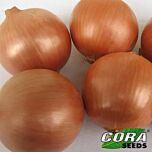 ФУНДАДОР F1 / FUNDADOR F1 - семена лука, Cora Seeds