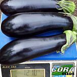 ИРИС F1 / IRIS F1 - семена баклажана, Cora Seeds