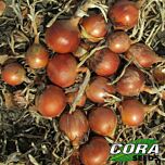 СОНЯ F1 / SONYA F1 - семена лука, Cora Seeds