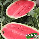 РЕГИНА F1 / REGINA F1 - насіння кавуна, Cora Seeds