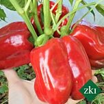 ГІГАНТ F1 / GIGANT F1 - насіння перцю, INNOVA SEEDS