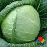 СУНТА F1 / SUNTA F1 - семена белокачанной капусты, Takii Seeds