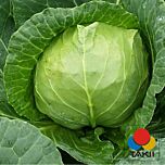 ПРЕСТАР F1 / PRESTAR F1 - насіння білоголової капусти, Takii Seeds
