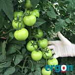 РОНДА F1 / RONDA F1 - семена томата (помидора), Ergon Seed