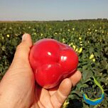 ФІДЖІ F1 / FIDJI F1 - насіння перцю, LibraSeeds