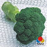 КВІНТА F1 / KVINTA F1 - насіння капусти броколі, Takii Seeds