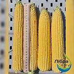 САНСВІТ F1 / SANSVIT F1 - насіння цукрової кукурудзи, LibraSeeds