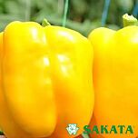 ЕСПАРТАНО F1 / ESPARTANO F1 - насіння перцю, Sakata