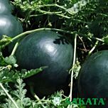ФАЕР БОЛ F1 / FIRE BALL F1 - семена арбуза, Sakata