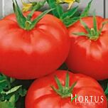 ХОМСТЕД / HOMSTED - насіння томата (помідора), Hortus