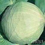 ЯРОСЛАВНА / JAROSLAVNA - семена белокачанной капусты, Hortus
