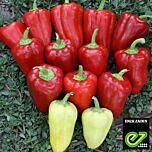 КАНТАТТА F1 / KANTATTA F1 - насіння перцю, Enza Zaden
