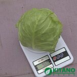 КАНТО (КС 412) F1 / KANTO (KS 412) F1 - семена белокачанной капусты, Kitano Seeds