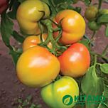 КІБО F1 (KS 222) / KIBO F1 (KS 222) - насіння томата (помідора), Kitano Seeds
