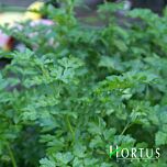 КОМУНЕ 2 / KOMUNE 2 - насіння петрушки, Hortus