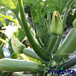 КОРДЕЛІЯ F1 / KORDELIYA F1 - насіння кабачка, Syngenta
