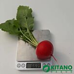 КС 1297 F1 / KS 1297 F1 - насіння редису, Kitano Seeds