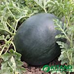 КС 160 F1 / KS 160 F1 - насіння кавуна, Kitano Seeds