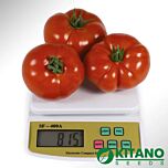 КС 204 F1 / KS 204 F1 - насіння томата (помідора), Kitano Seeds