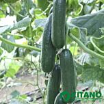 КС 260 F1 / KS 260 F1 - насіння огірка, Kitano Seeds