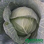КС 29 F1 / KS 29 F1 - семена белокачанной капусты, Kitano Seeds