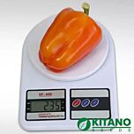 КС 3115 F1 / KS 3115 F1 - семена перца, Kitano Seeds