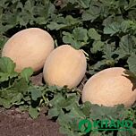 КС 6147 F1 / KS 6147 F1 - насіння дині, Kitano Seeds