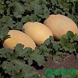 КС 6188 F1 / KS 6188 F1 - насіння дині, Kitano Seeds