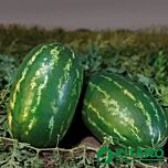 КС 632 F1 / KS 632 F1 - семена арбуза, Kitano Seeds