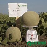 КС 7044 F1 / KS 7044 F1 - насіння дині, Kitano Seeds