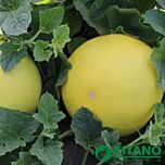 КС 7066 F1 / KS 7066 F1 - насіння дині, Kitano Seeds