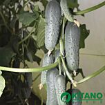 КС 80 F1 / KS 80 F1 - семена огурца, Kitano Seeds