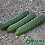 КС 930 F1 / KS 930 F1 - семена огурца, Kitano Seeds