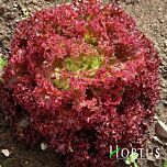 ЛОЛЛО РОССА / LOLLO ROSSA - семена салата, Hortus
