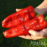 МАРКОНІ РЕД / MARKONI RED - насіння перцю, Hortus