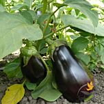 МОДАР F1 / MODAR F1 - насіння баклажана, Spark Seeds