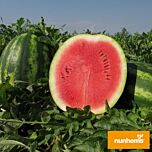 МОНТАНА F1 / MONTANA F1 - насіння кавуна, Nunhems