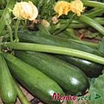 НЕФЕРТІТІ / NEFERTITI - насіння кабачка, Moravoseed