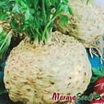 МАКСІМ / MAKSIM - насіння селери, Moravoseed