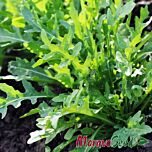 РОКЕТ САЛАТ / ROKET SALAT - насіння руколи, Moravoseed