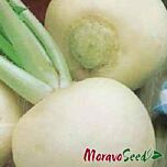 АКОРД / AKORD - насіння редьки, Moravoseed